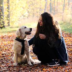 Golden retriever Luca
