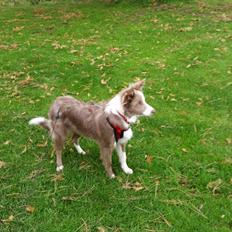 Border collie Alba