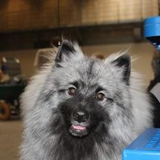 Keeshond Asdis - House of Keesgaard A Silver Past