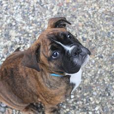 Blanding af racer Bobo