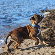 Blanding af racer Bobo