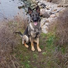 Schæferhund Esso (Haubroe Aud)