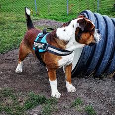 Olde english bulldogge Beefy