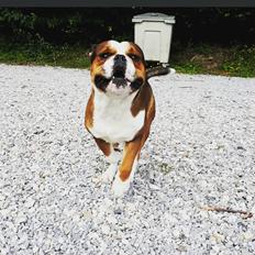 Olde english bulldogge Beefy