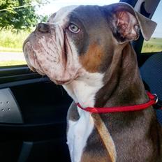 Olde english bulldogge Meniy