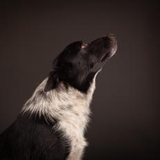Border collie Derwen Spy