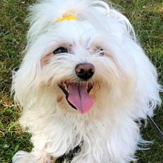 Coton de tulear Gizmo