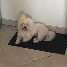 Coton de tulear Gizmo