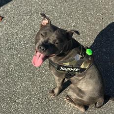 Staffordshire bull terrier Lundgaards Shiva