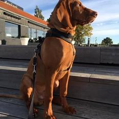 Vizsla Eik