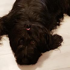 Briard Oline Bel'Truffe Noire