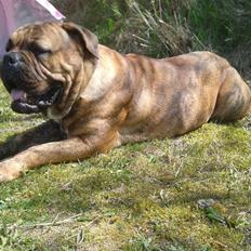 Blanding af racer Menja