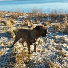 Blanding af racer Menja