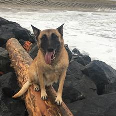 Malinois Bianca
