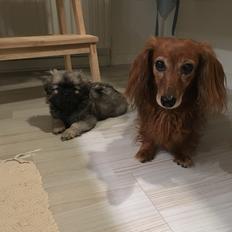 Dværggravhund * DIVA 2005 - 2019 *