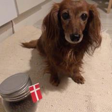 Dværggravhund * DIVA 2005 - 2019 *