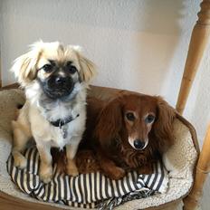 Dværggravhund * DIVA 2005 - 2019 *