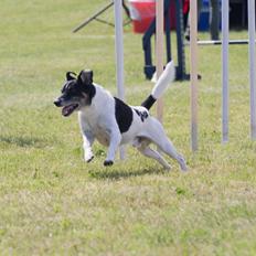 Dansk svensk gaardhund Buster (himmelhund 2026) 