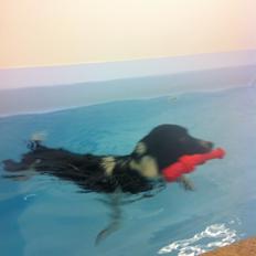Border collie Archie