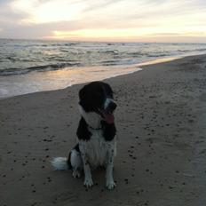 Border collie Archie