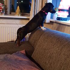 Blanding af racer Suki