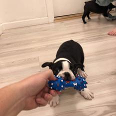 Boston terrier House Of Bounce What a catch aka Morris 