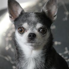 Chihuahua Chihuanas Blueberry Yum Yum - Evee