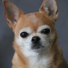 Chihuahua Chihuanas Flush of Hearts - Momo