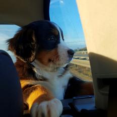 Berner sennenhund Toffie