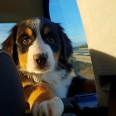 Berner sennenhund Toffie