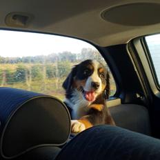 Berner sennenhund Toffie