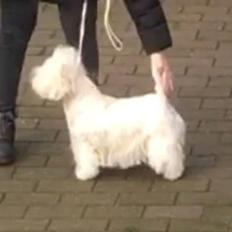 West highland white terrier la gry,s liv