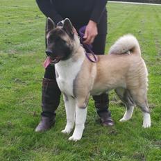 American Akita Cebali wild Louisiana aka Fuji