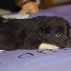 Shetland sheepdog Joey