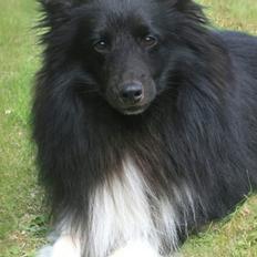 Shetland sheepdog Joey