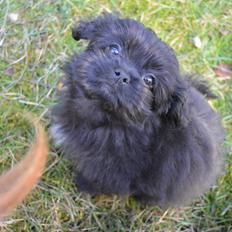 Blanding af racer Falcon