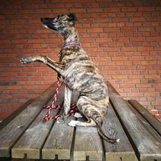 Whippet Galanta Whippets Colombine *Ciah*