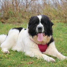 Newfoundlænder Fluffy Avalanch Kaya