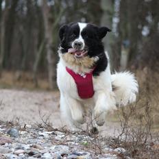 Newfoundlænder Fluffy Avalanch Kaya