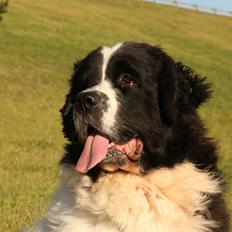 Newfoundlænder Fluffy Avalanch Kaya