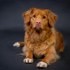 Nova scotia duck tolling retriever Mika "Himmelhund" 