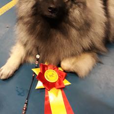 Keeshond Asdis - House of Keesgaard A Silver Past