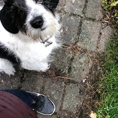 Blanding af racer Maddie