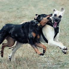 Beauceron Jesse