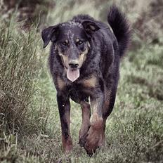 Beauceron Jesse