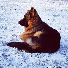 Schæferhund Crest4ever Feel Proud aka Jax