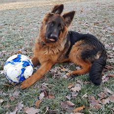 Schæferhund Crest4ever Feel Proud aka Jax