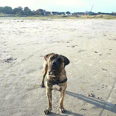 Dogo canario Ducatti De Gran Campeador Can 