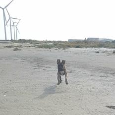 Dogo canario Ducatti De Gran Campeador Can 