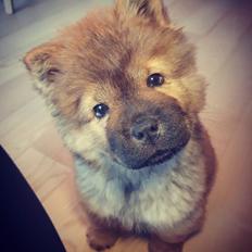 Chow chow Djuno